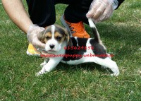 Beagle hembra 2879